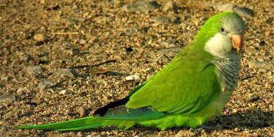 El Ayuntamiento de Boadilla llevará a cabo una campaña de control de aves exóticas