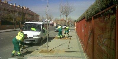 El Ayuntamiento repone el arbolado de la localidad