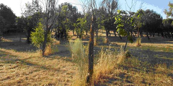 130621 parque boadilla 2