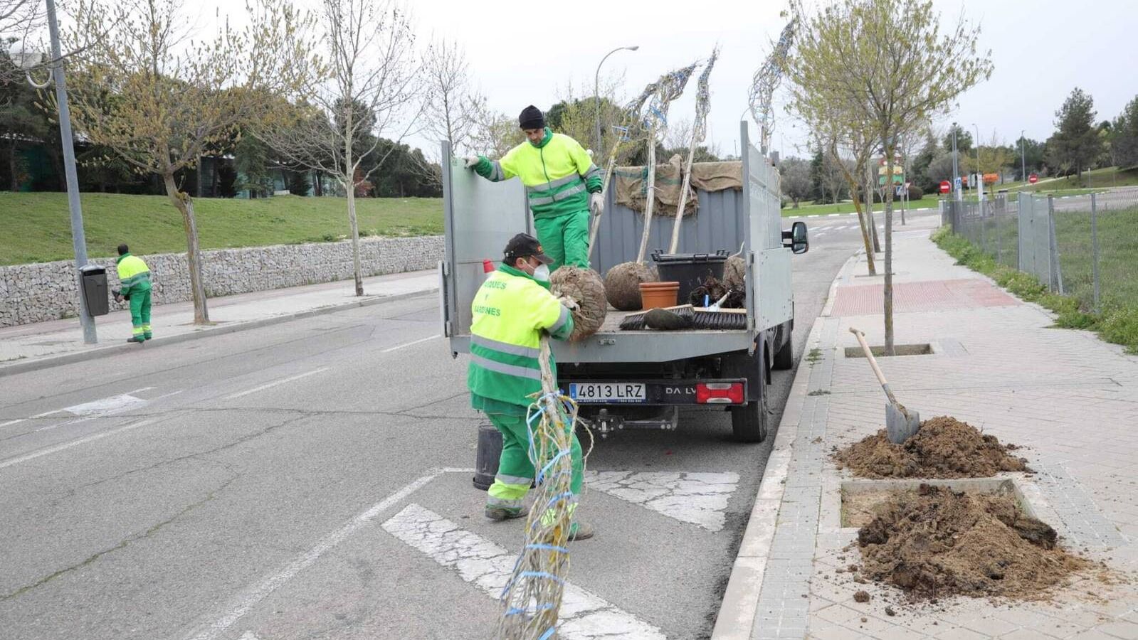 El Ayuntamiento de Boadilla renovará en las próximas semanas unos 250 árboles