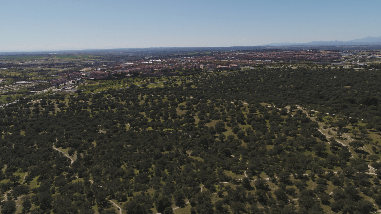 Boadilla dispone de más de 116,000 árboles, excediendo considerablemente las recomendaciones de la OMS