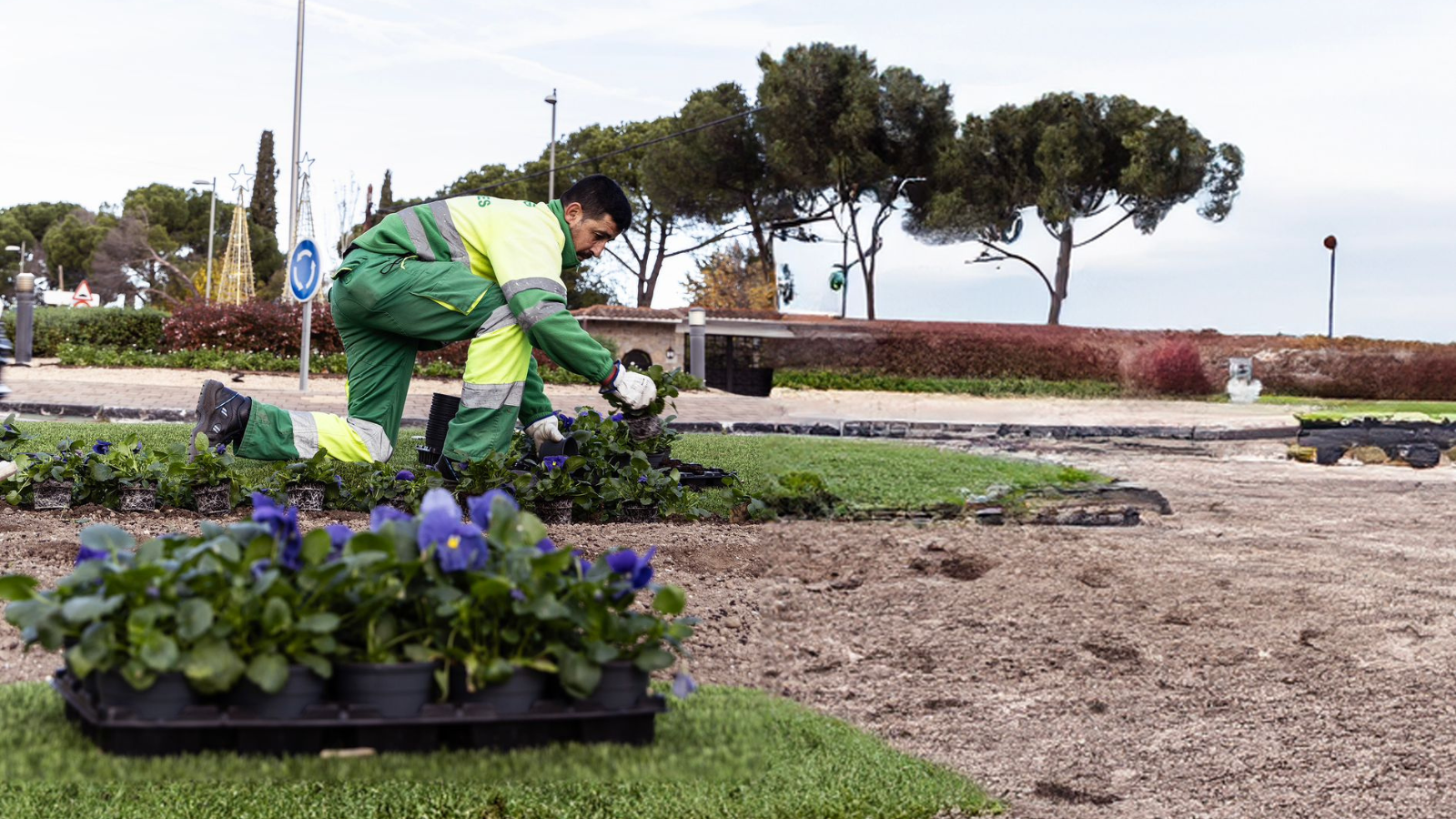  Boadilla del Monte apuesta por flores de temporada para embellecer el otoño