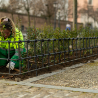 Boadilla renueva los parterres de la avenida Adolfo Suárez con la plantación de casi 4.000 escallonias