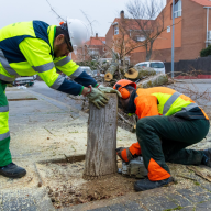 Boadilla ha iniciado su Plan anual de plantaciones, que sumará más de mil árboles