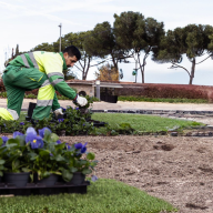  Boadilla del Monte apuesta por flores de temporada para embellecer el otoño